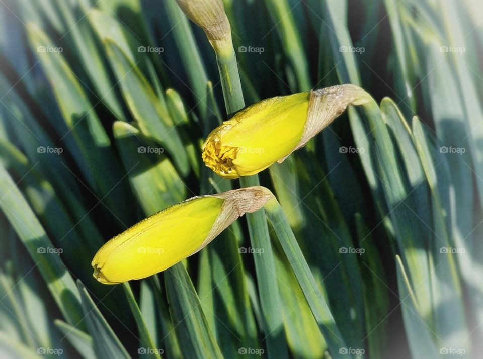 Daffodils just starting to bloom