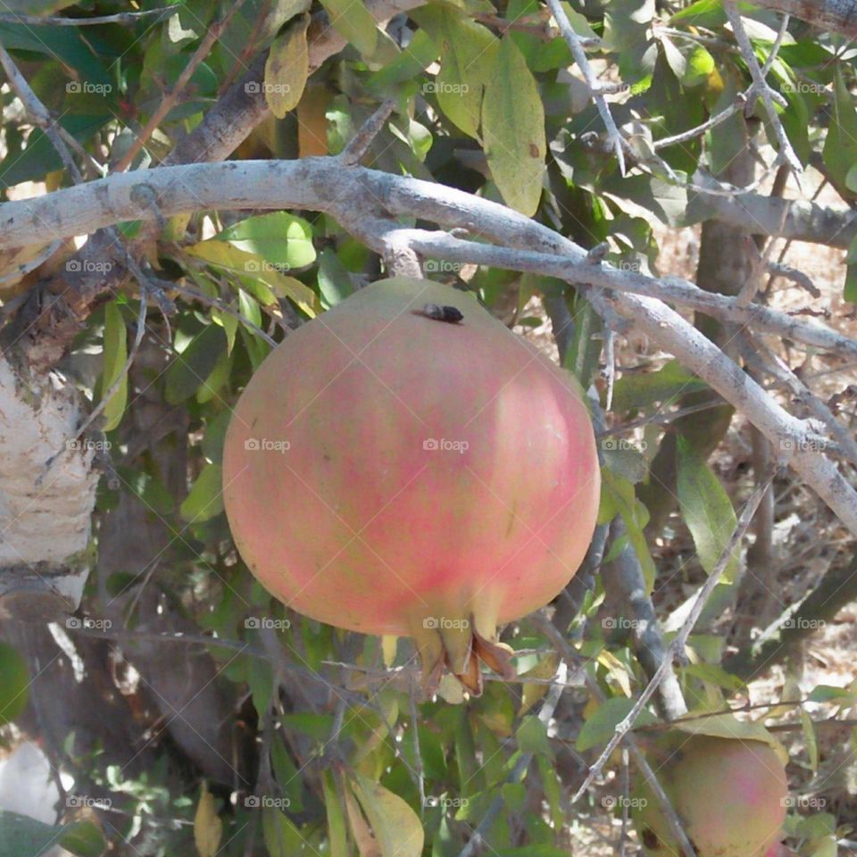 Pomegranate