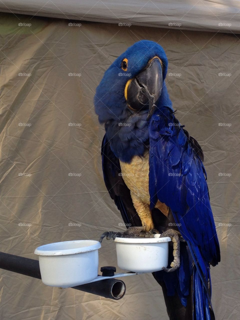 Beautiful blue macaw.