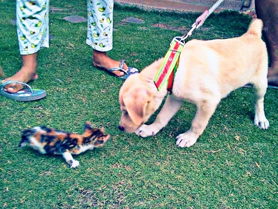 Canine and Feline!