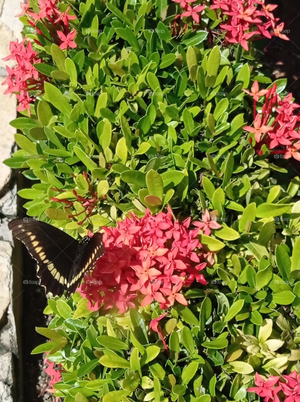 beautiful black and yellow butterfly / lindíssima mariposa negra y amarilla