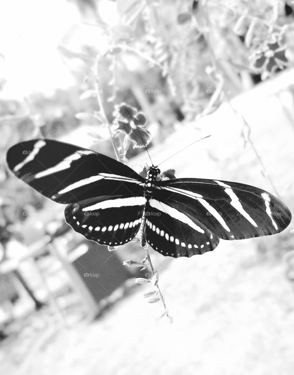 butterfly  black and white