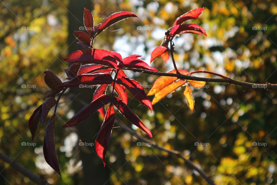 Leaves