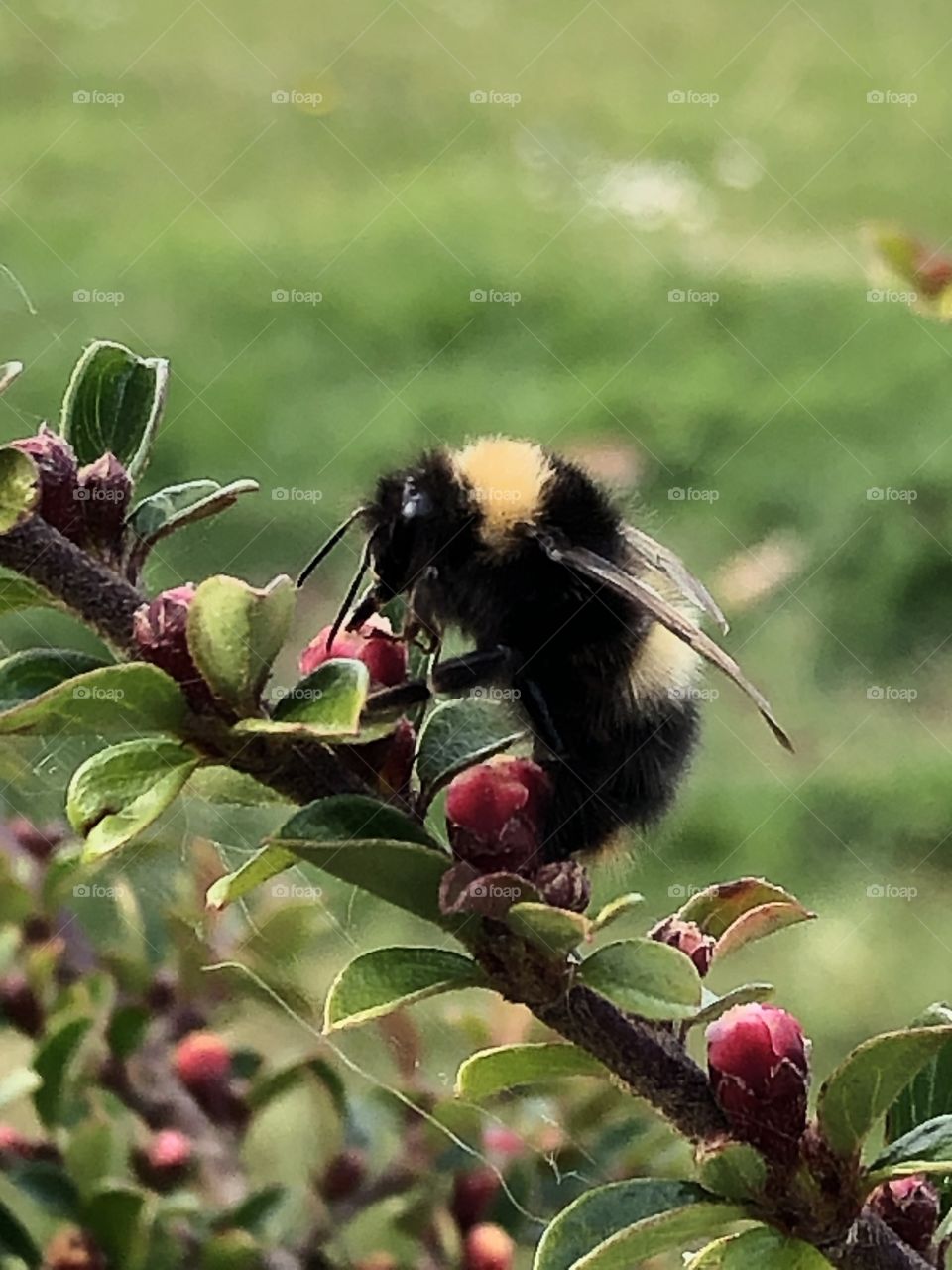 Bee collecting nectar