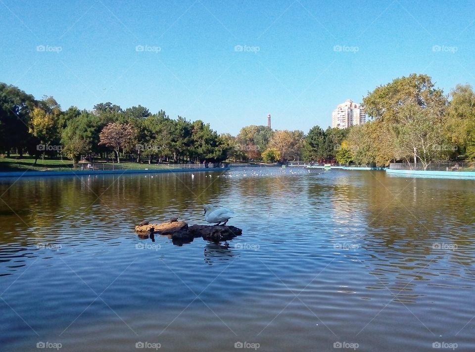 swan on the lake лебедь на озере