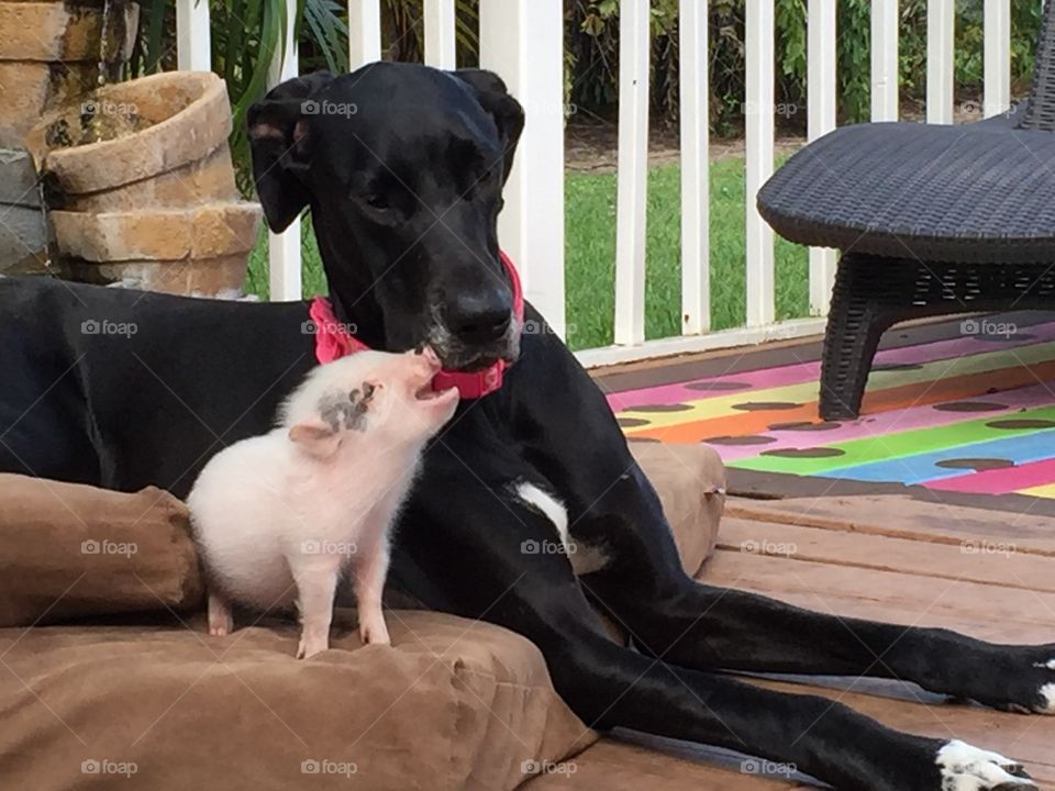 Piggy and friend 