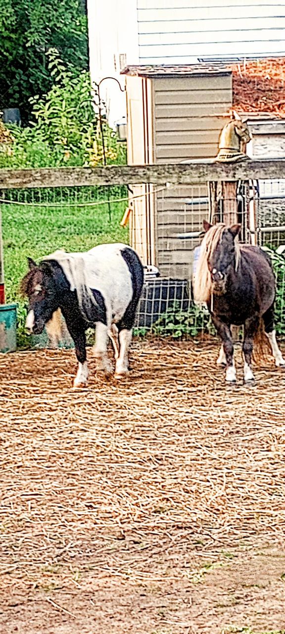 Two Miniature Horses in Corral