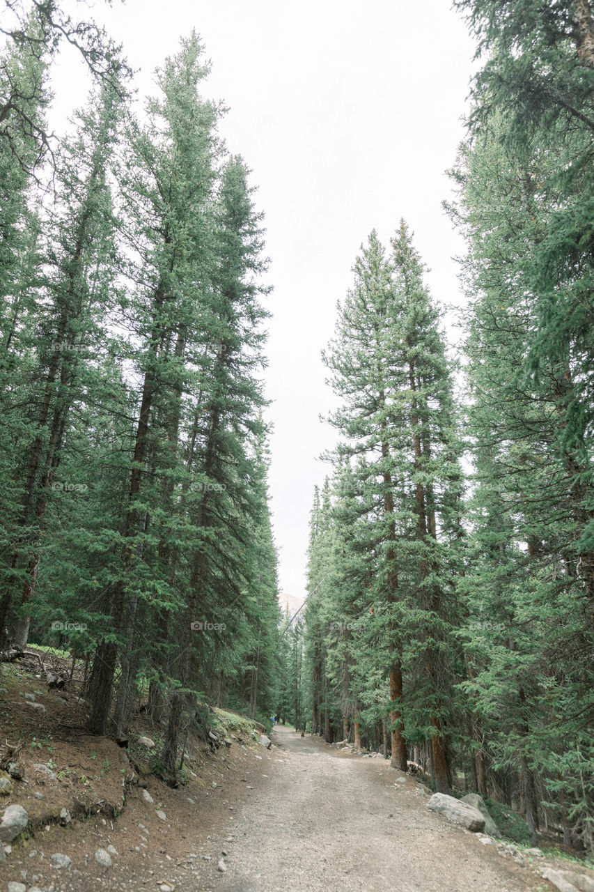 Tall pine trees in Colorado 