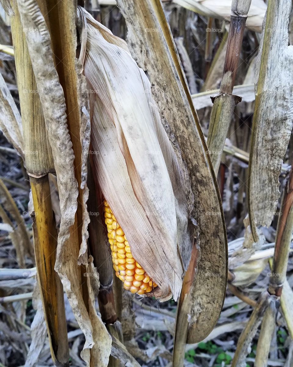 Corn ready to be harvested in a field near Batavia, Ohio, on October 21, 2018.