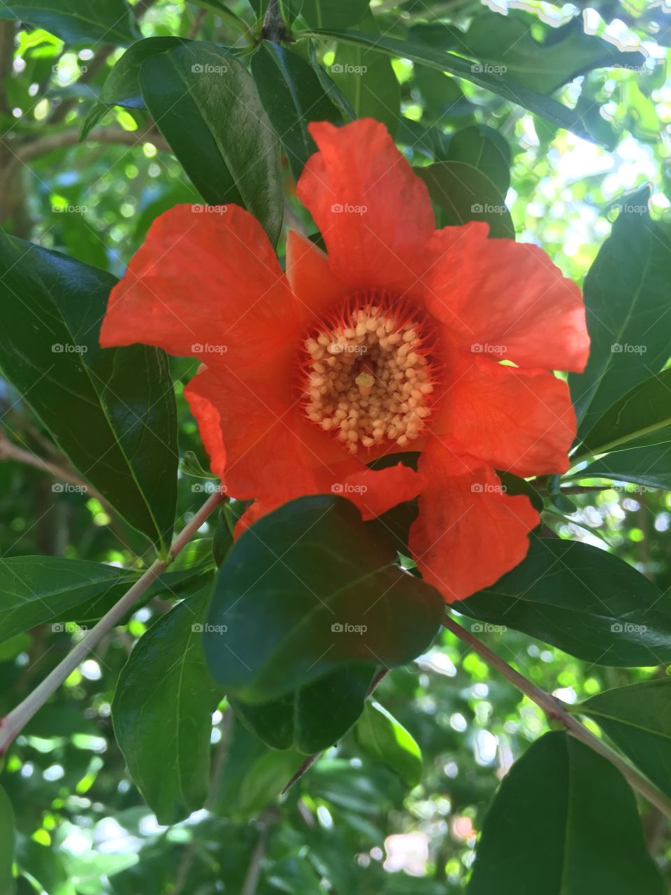 Pomegranate flower bloom