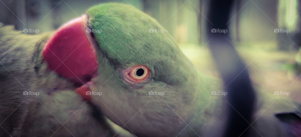 parrot