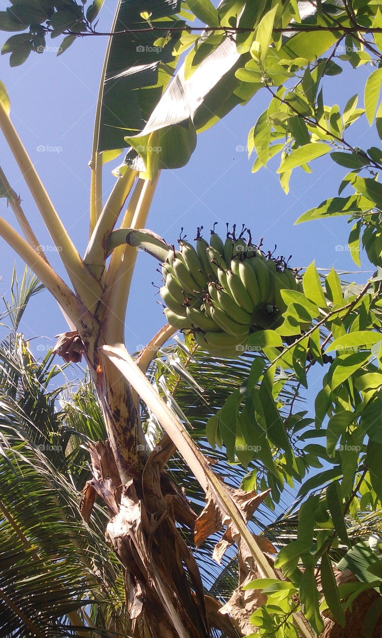 banana tree and fruit