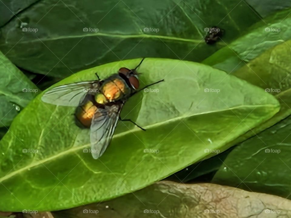 Lucilia cuprina is a bird from the blowfly family