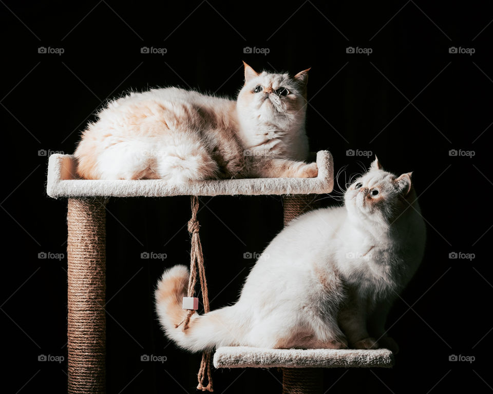 Two cute cats