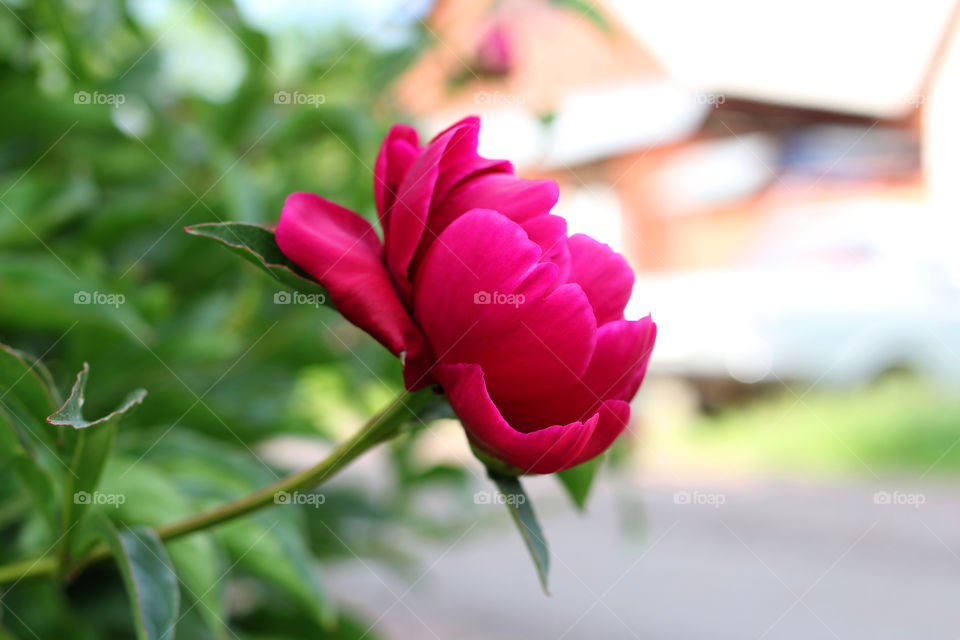 Peony, peonies, roses, pink, red, white, flowers, bouquet, summer, sun, nature. Landscape, still-life, village, flowerbed, plant, vegetation, grass, decor, fluffy, fluffy flowers, bulk flowers, plush flowers, petals, buds, leaves