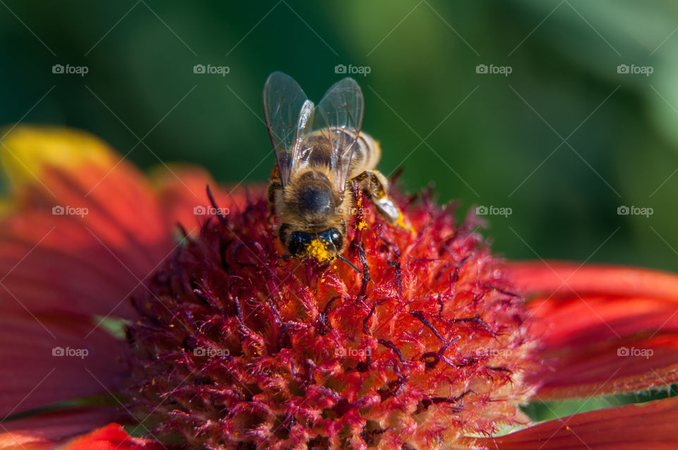 A bee pollinating red flower in spring.