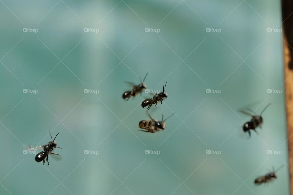 Male wild bees waiting for females at the insect hotel