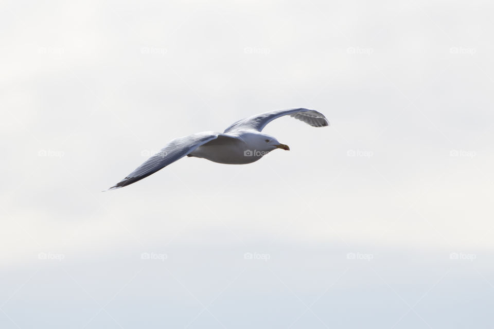Close-up of a flying seagull