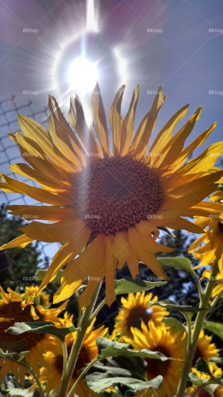 sunflowers. sun behind sunflower