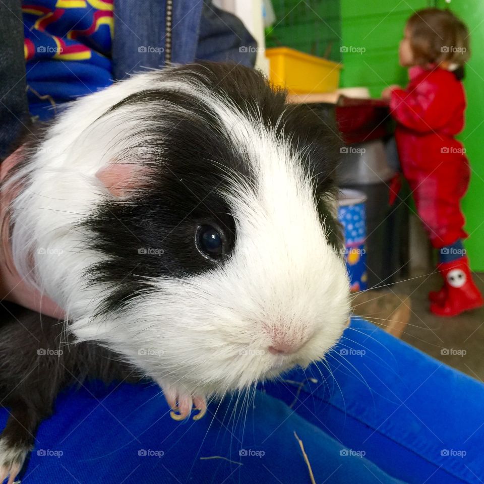 Guinea pig