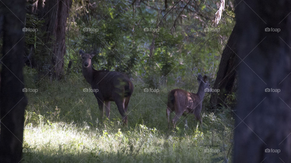 Two deers out for a evening walk in  the woods.