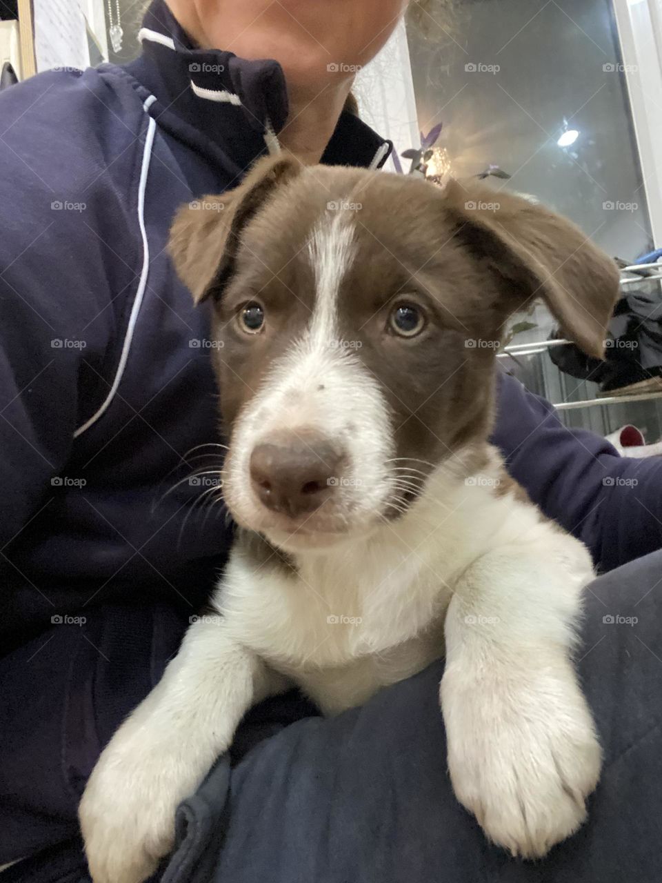 Chocolate brown little girl 