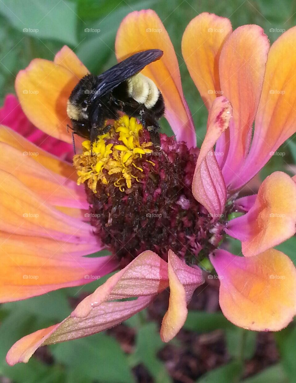 Flower and Bee