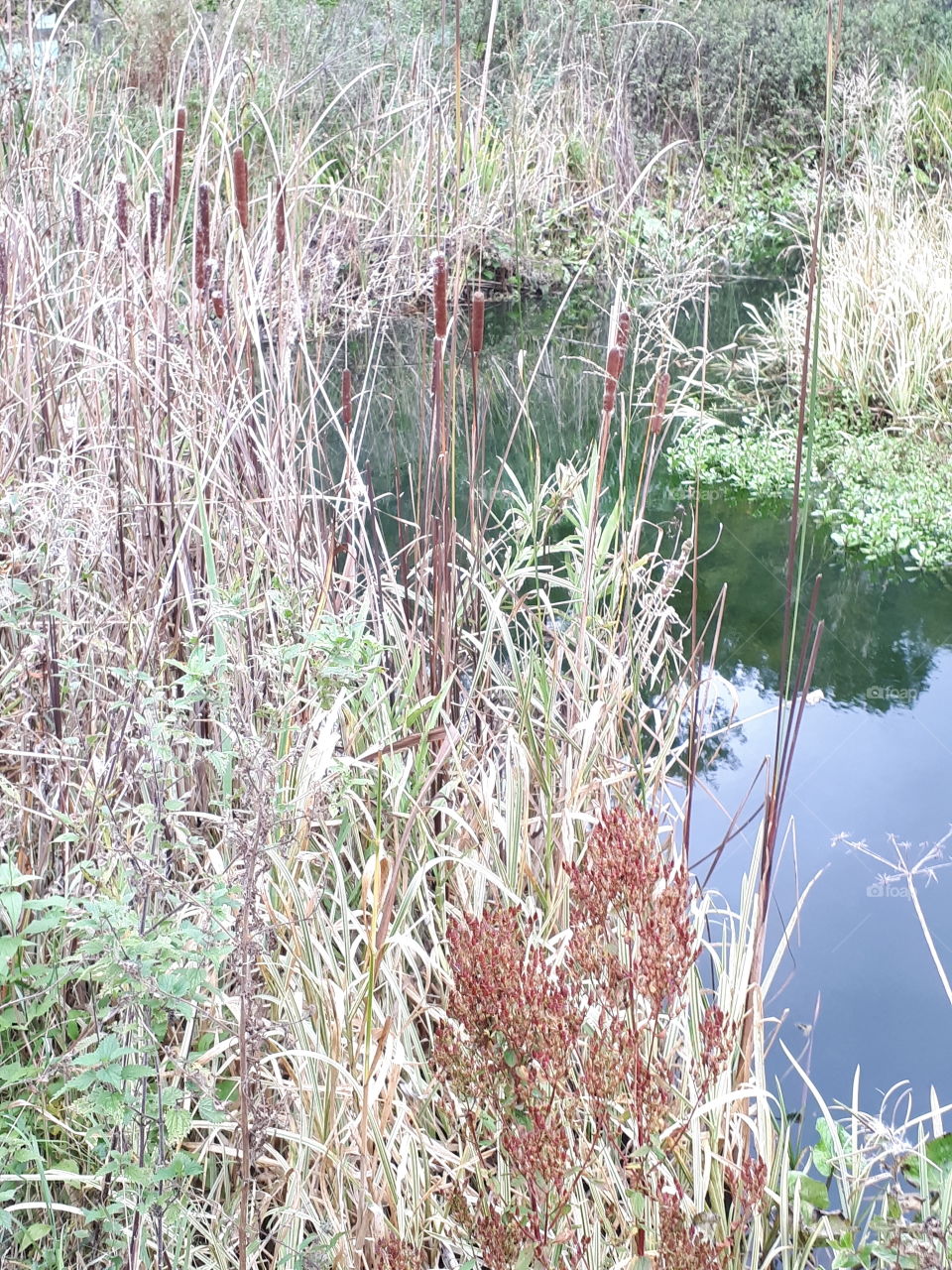 Nature, Grass, Outdoors, No Person, Flora