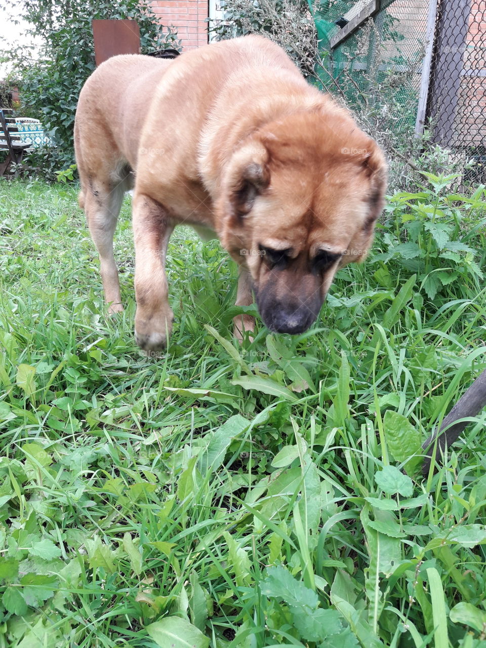 Собака Цезарь