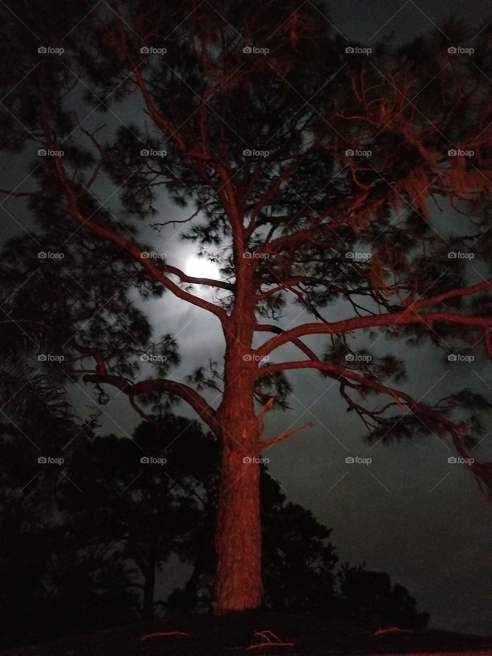 Moonlight in the sky through a Tree in the dark of the night.