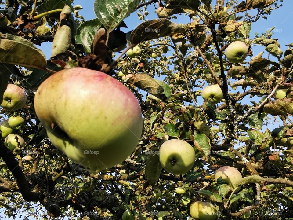 Äpfel im Abendlicht