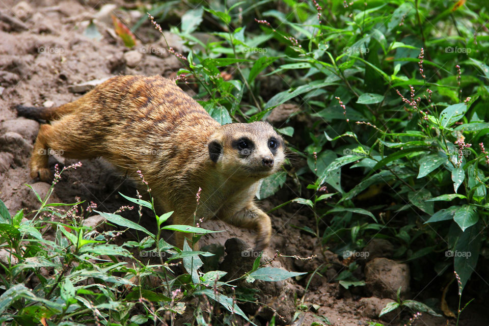 Meerkat walking through the bushes in the wild animatie zoo in Shanghai China