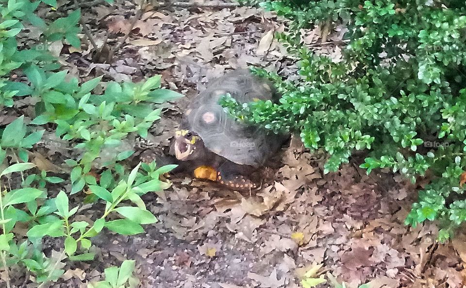 a red box turtle opening his mouth in a big yawn