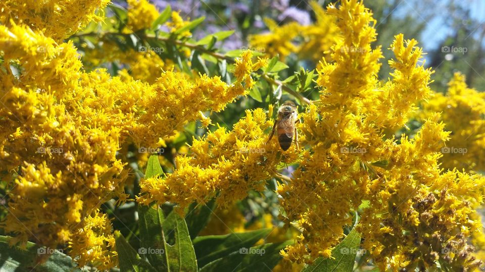 Happy Little Honey Bee