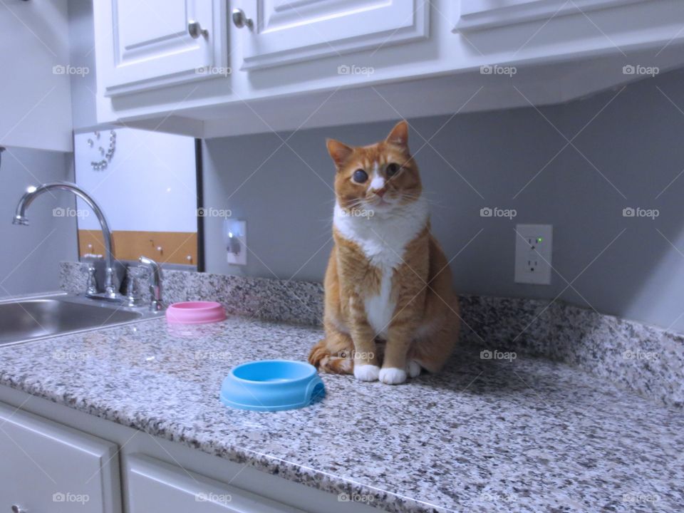 Cat Waiting for food 