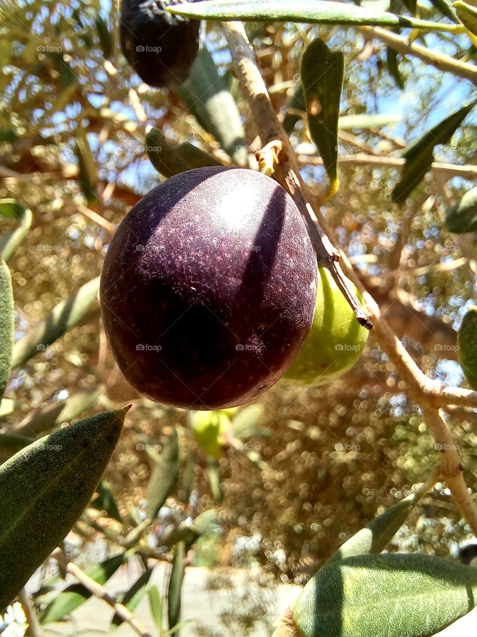 Olea europaea