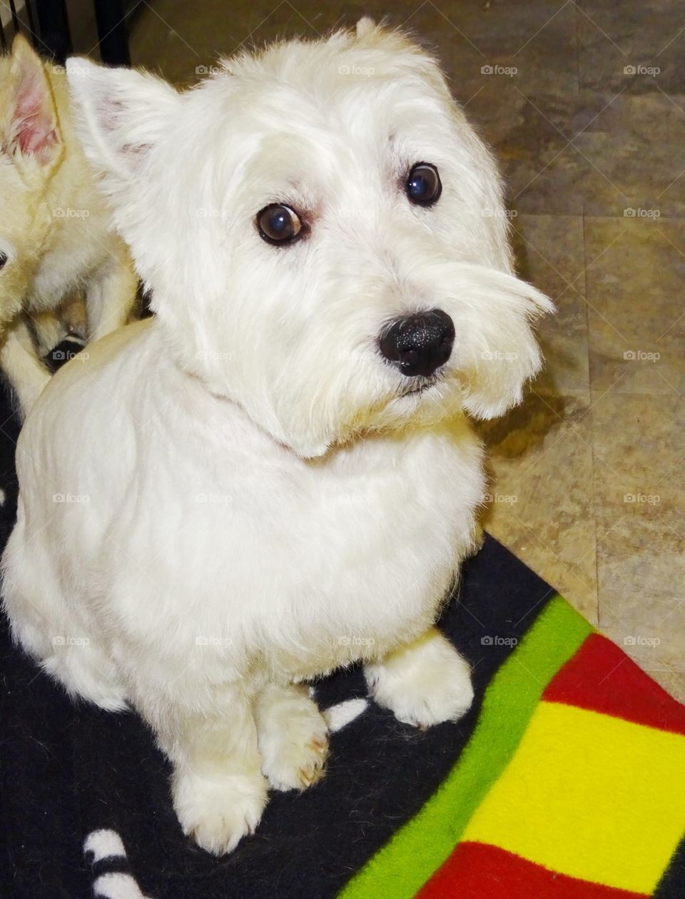 Mac The Westie