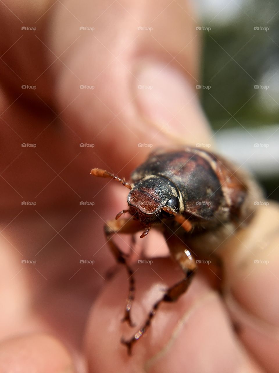 A chafer beetle in macro 