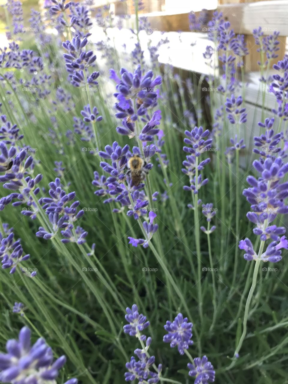 Lavendel