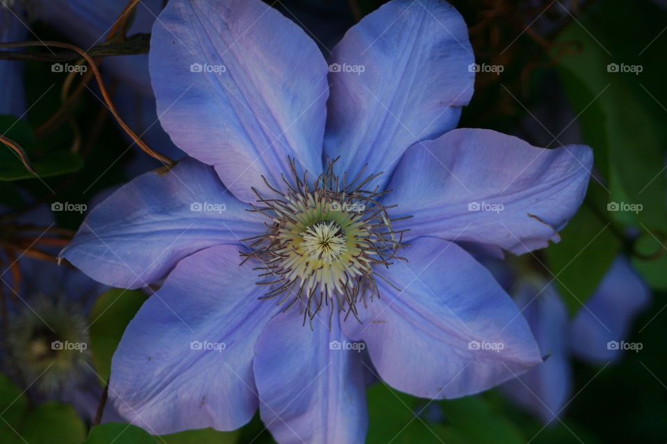 Clematis 