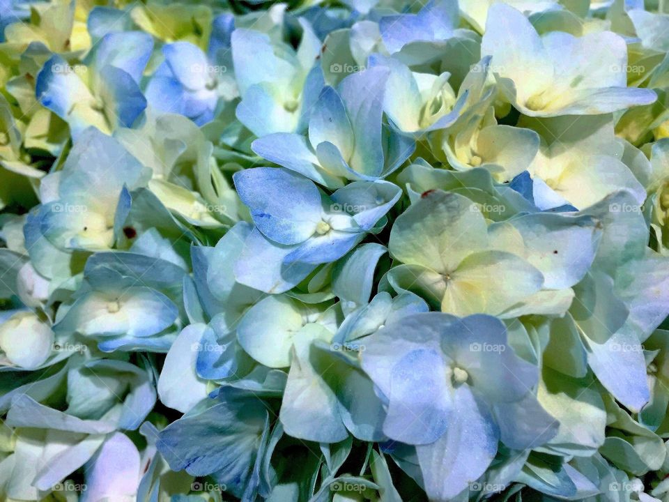 Hydrangeas