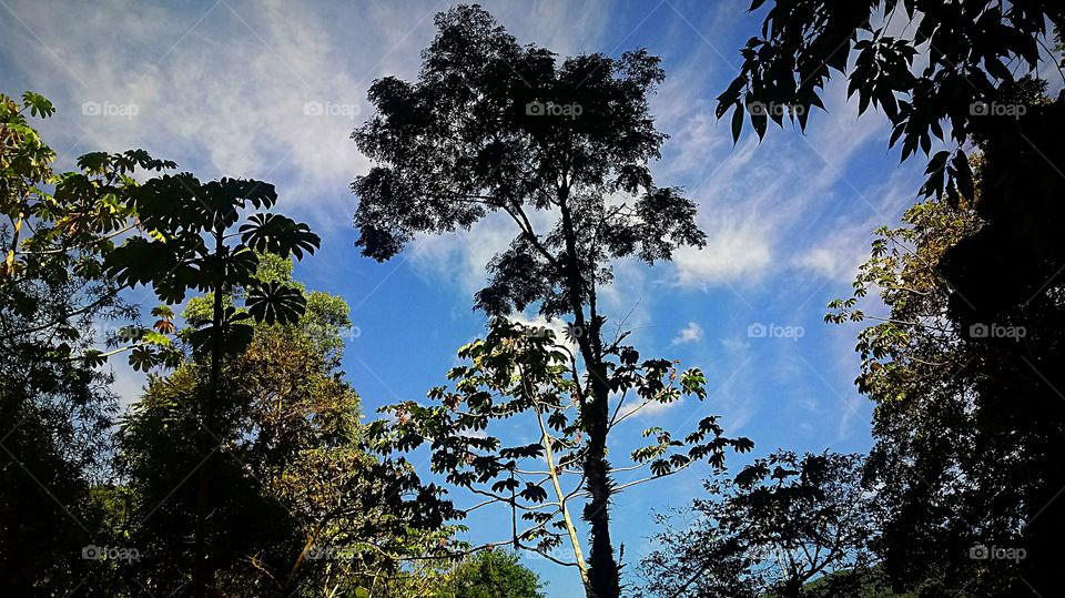 MATA AVRORES CÉU AZUL