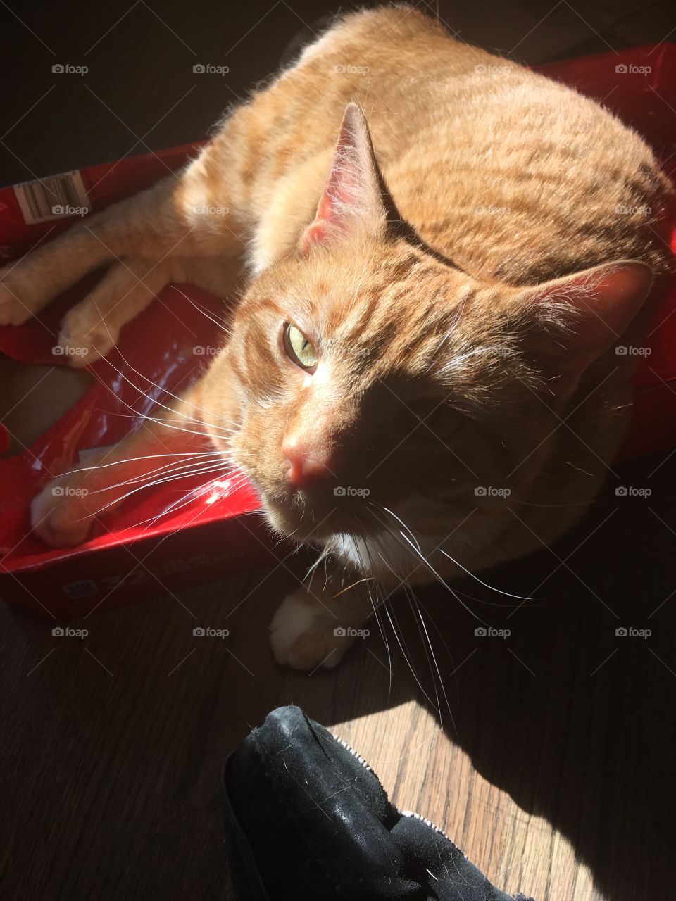 Cat in the sun 