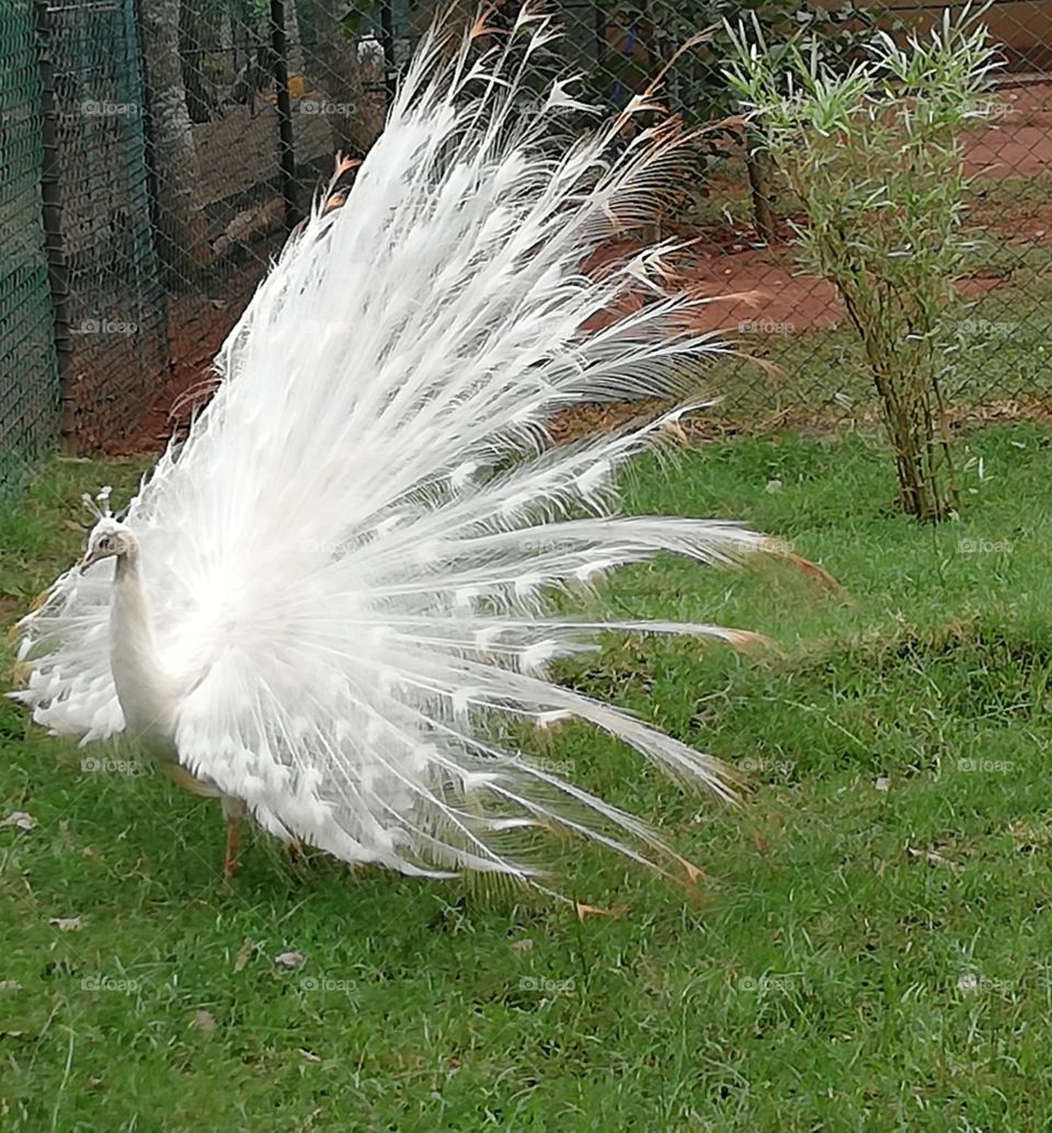 Here is a white peacock.It is rare to see white peacocks in the world.This is the wonder of mother nature.
