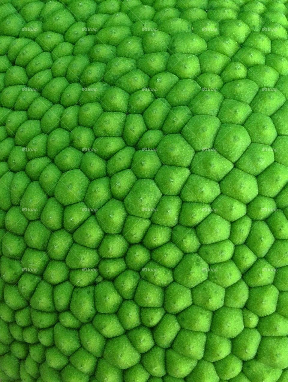 breadfruit
