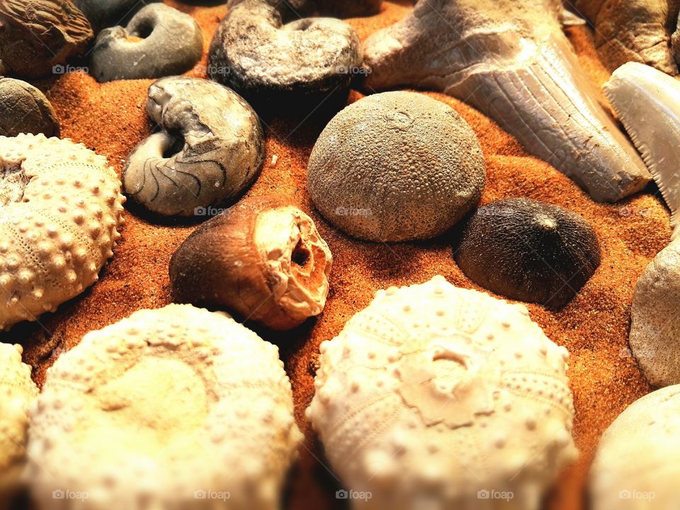 Shells on orange sand