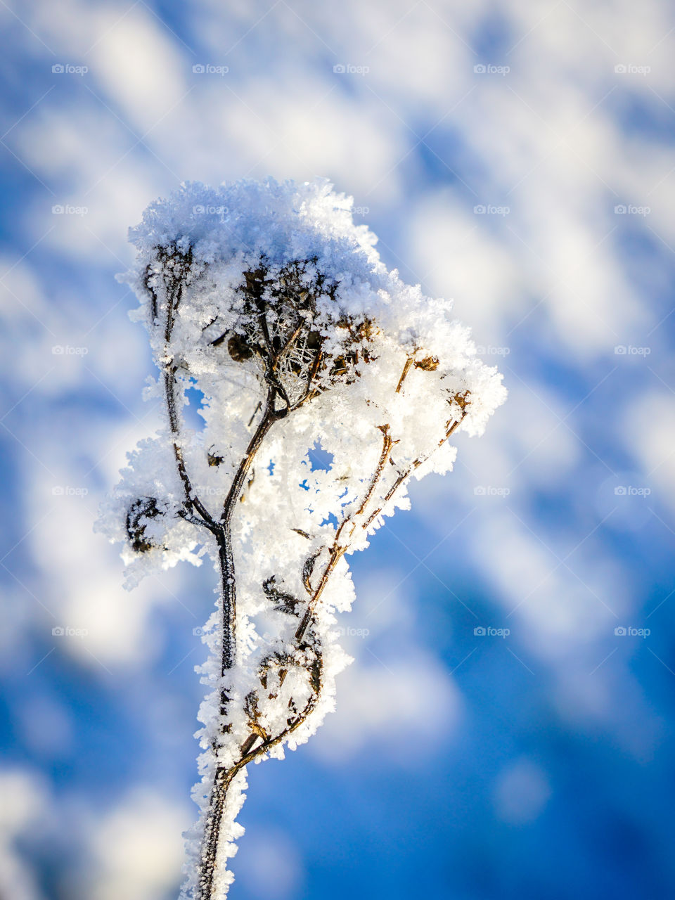frozen flower, covered with ice crystals