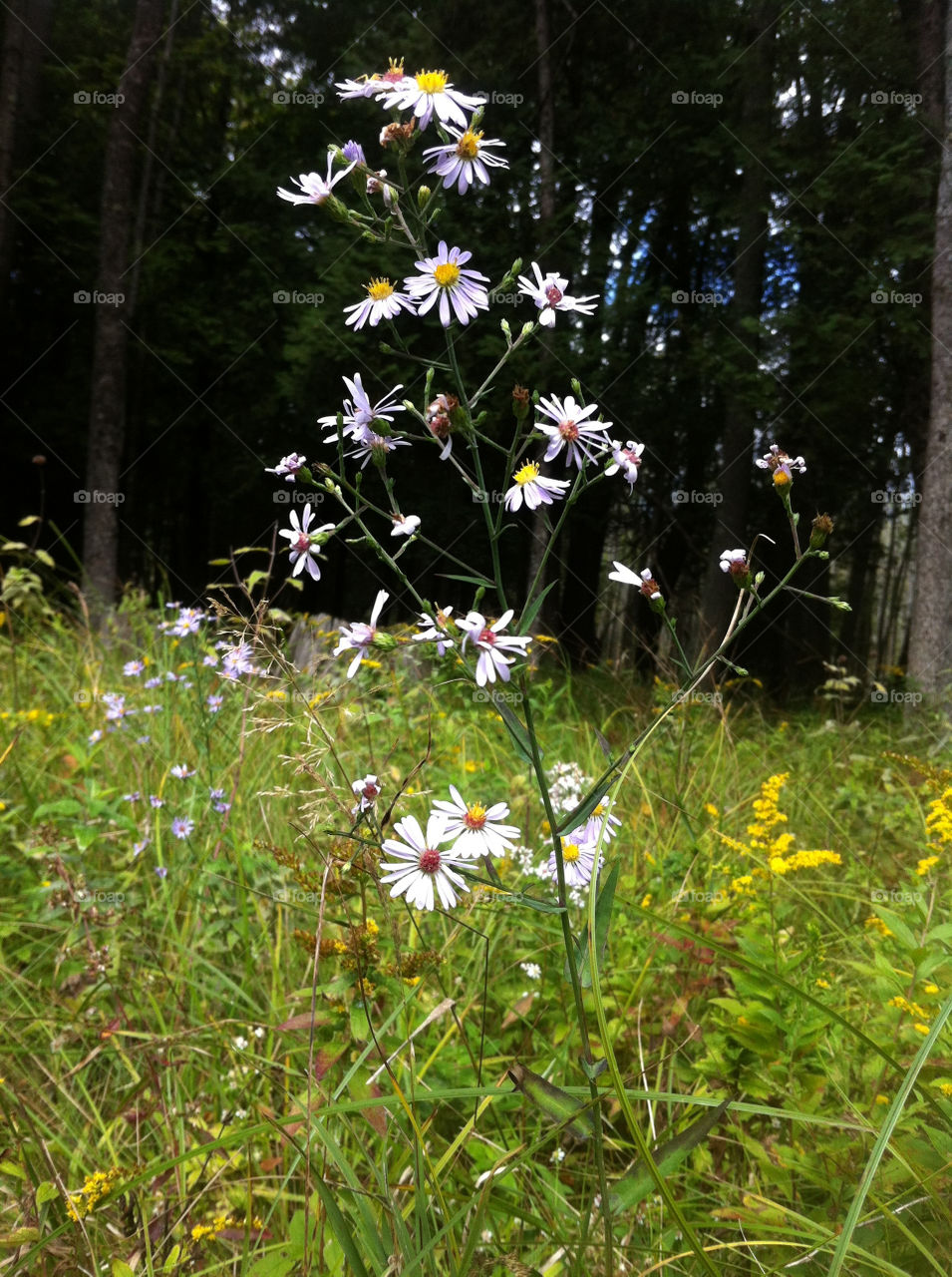 field nature flower close by serenitykennedy