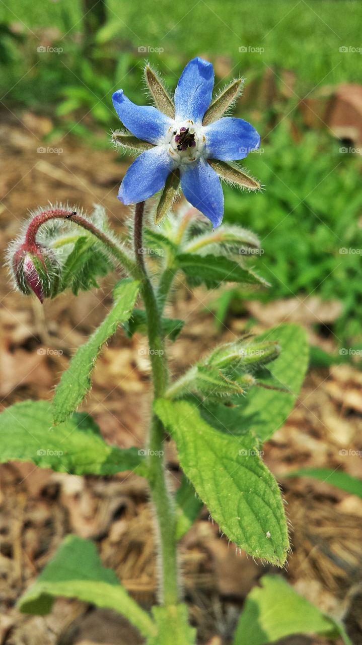 Borage. Blue Starflower