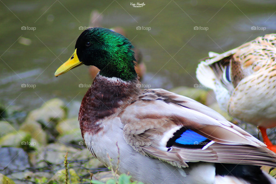 The Mallard